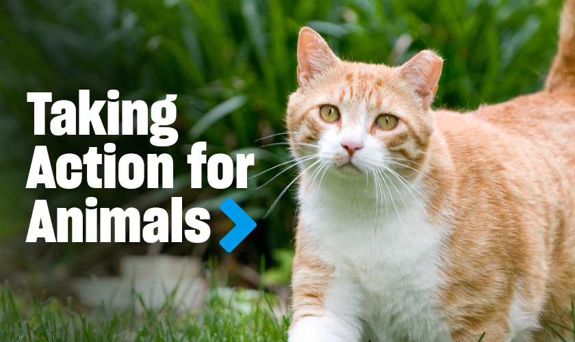 An orange tabby cat walks through green grass. Text in image: