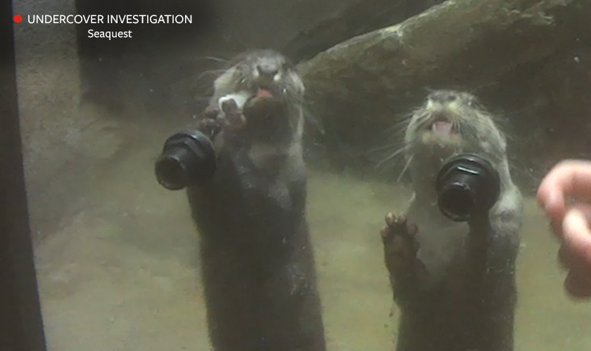 Two otters against the glass in a dirty, empty enclosure