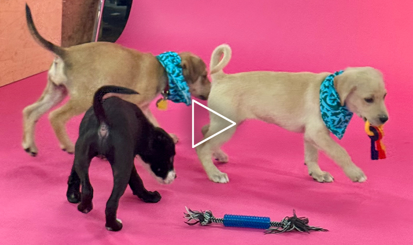 Small preview of three puppies playing in Buzzfeed studios.