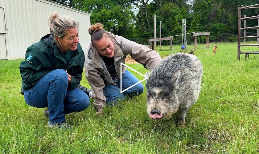 Video: Two woman crouch in a grassy field to pet Charlotte, the pot-bellied pig at Black Beauty Ranch.