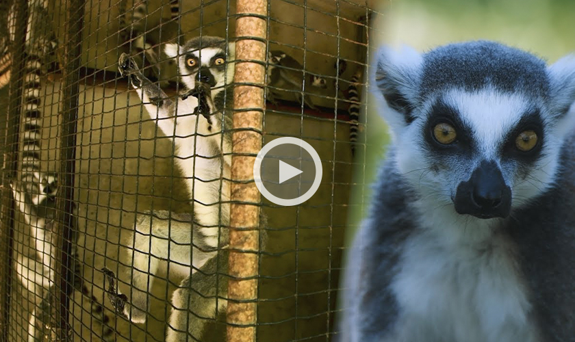 A group of caged lemurs