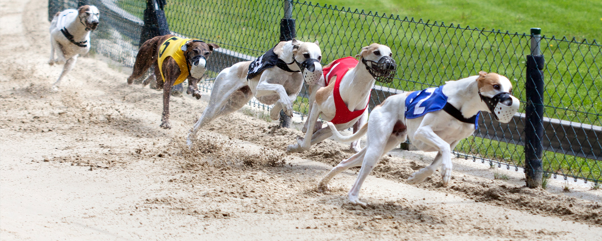 End greyhound racing