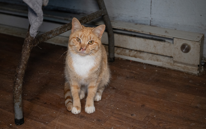 a sick cat in a dirty room
