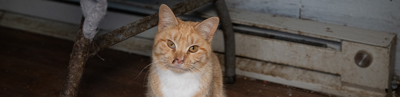 a sick cat in a dirty room