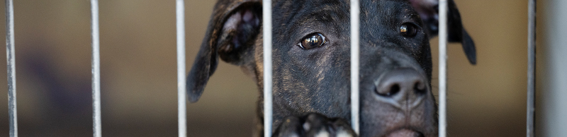 A dog in a cage