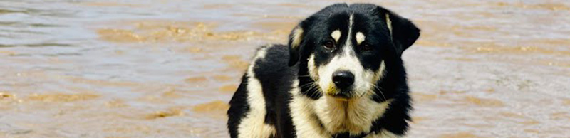 a dog in a flood