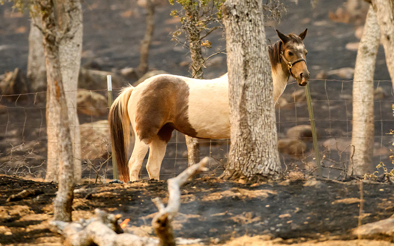 A horse stands in front of a burned pasture