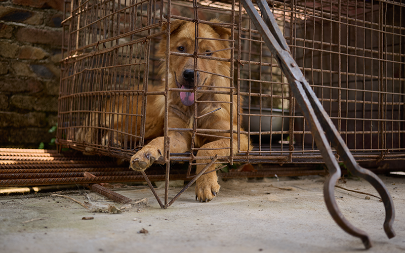 Dog in dog slaughterhouse