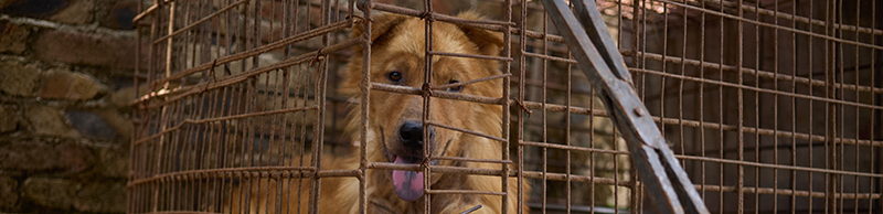 Dog in dog slaughterhouse