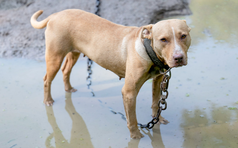 a dog in water
