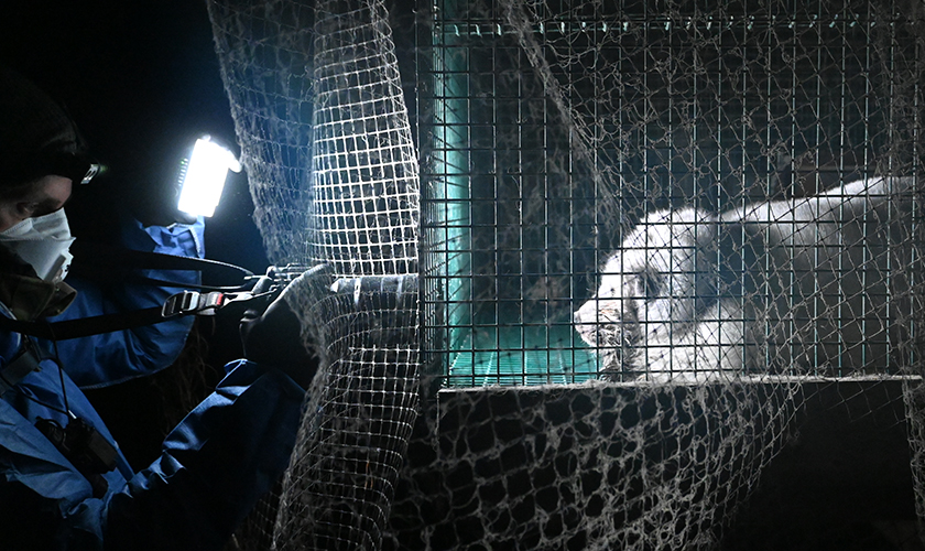 Fur farm fox
