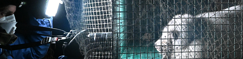 Fur farm fox