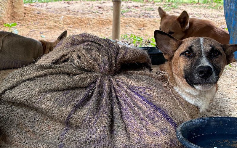 Dog in sack