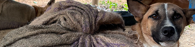 Dog in sack