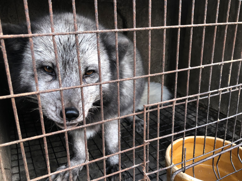 A sad fox on a fur farm