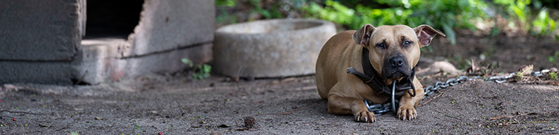 A dog recieving veterinary care