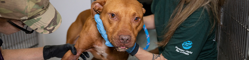Dog getting care