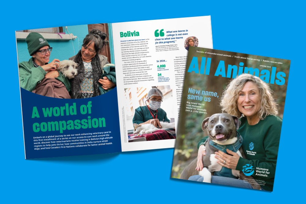 All Animals magazine cover image