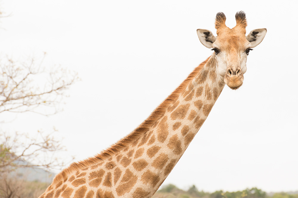 giraffe
