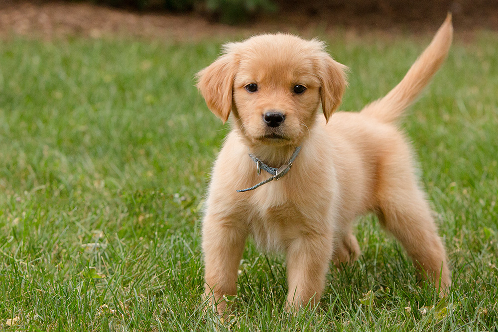 dog on grass