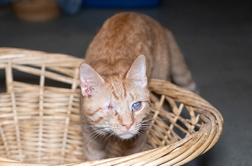 An orange tabby cat with an injured eye peers over the edge of a wicker basket.