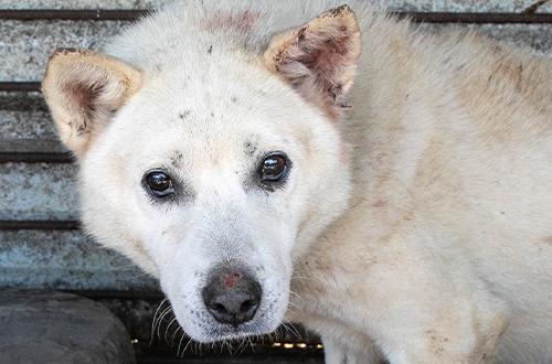 A white dog with sad, soulful eyes looks directly at the camera.