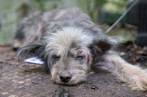A scruffy, matted dog rests on the ground, eyes half-closed, appearing neglected or unwell.