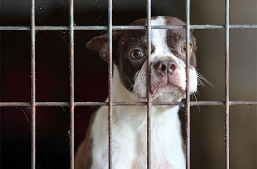 A dog peers through shelter kennel bars, looking directly at the camera.