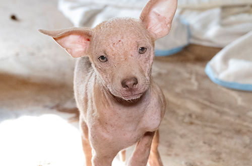 A thin, hairless puppy stands alert, ears upright, in need of care.