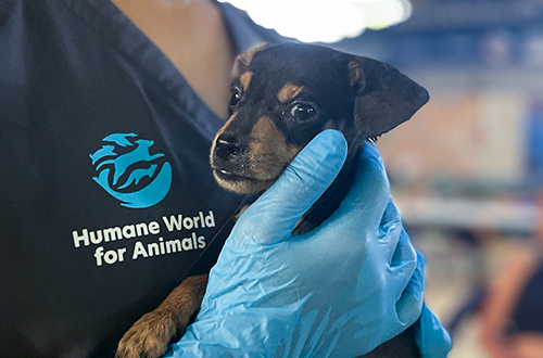 Dog being examined by a vet