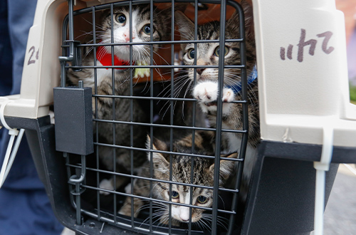 Cats being transported at a rescue