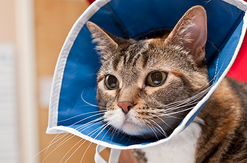 Cat wearing a post-surgical collar
