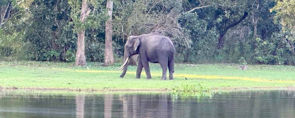 elephants
