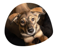 A dog