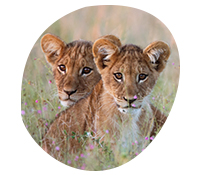 Lions