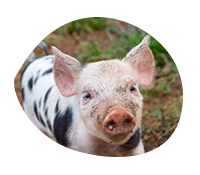 A pig