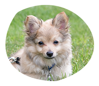 A puppy