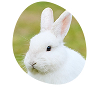 A rabbit