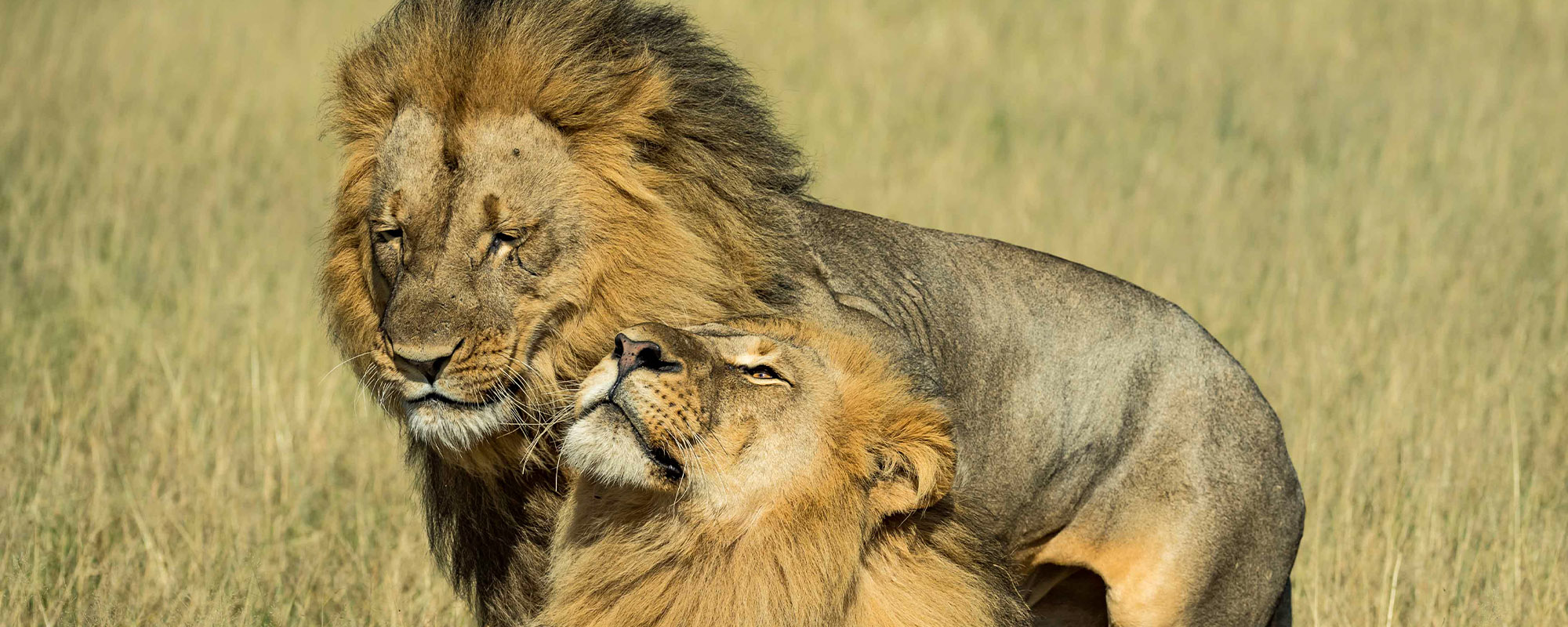 A photo of two male lions named Netsai and Humba in Hwange National Park, Zimbabwe