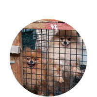 Dogs in a cage