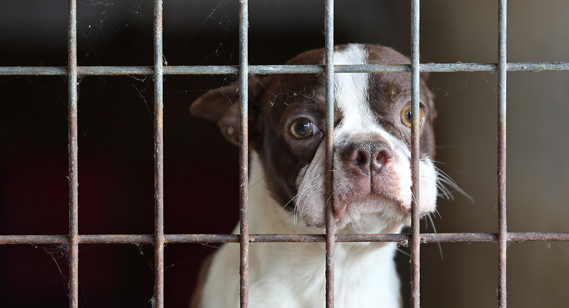 A puppy in a cage