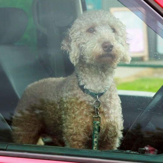 a dog inside a car