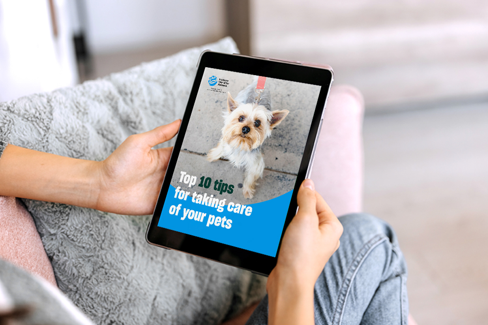 dog picture in a tablet