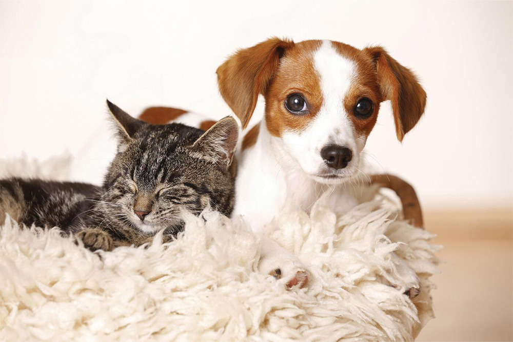 Cat and dog cuddling