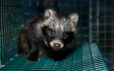 Raccoon Dog at a fur farm in Finland