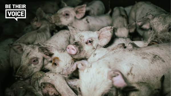 pig in factory farm