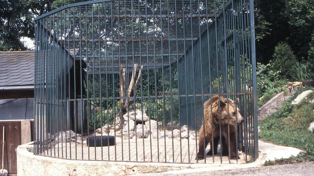 Female bear Brumca in her cage before being rescued by FOUR PAWS