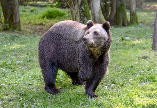 Michal rescued bear