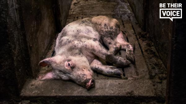 pig in factory farm