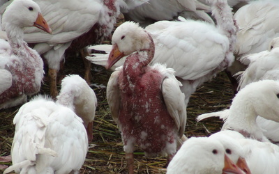Live plucked geese